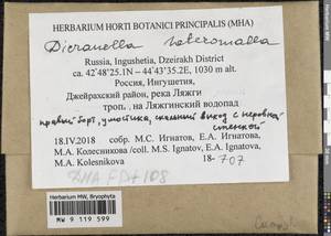 Dicranella heteromalla (Hedw.) Schimp., Гербарий мохообразных, Мхи - Северный Кавказ и Предкавказье (B12) (Россия)