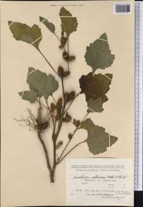 Xanthium orientale var. albinum (Widder) Adema & M. T. Jansen, Сибирь, Дальний Восток (S6) (Россия)