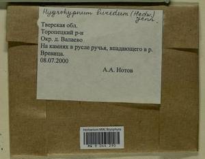 Hygrohypnum luridum (Hedw.) Jenn., Гербарий мохообразных, Мхи - Центральное Нечерноземье (B6) (Россия)