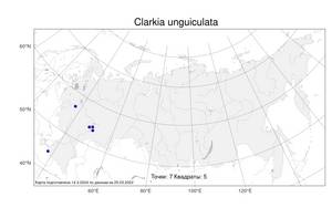 Clarkia unguiculata, Кларкия ноготковая Lindl., Атлас флоры России (FLORUS) (Россия)