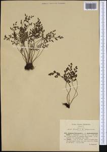 Костенец стенной, Костенец постенный L., Западная Европа (EUR) (Италия)