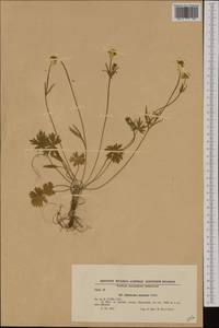Лютик горный Willd., Западная Европа (EUR) (Болгария)