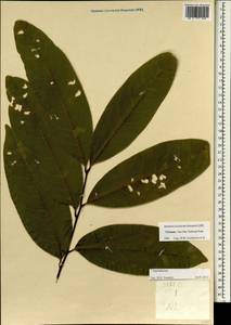 Sapindaceae, Зарубежная Азия (ASIA) (Вьетнам)