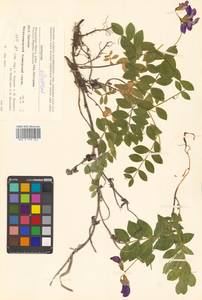 Lathyrus japonicus var. maritimus (L.) J.T.Kartesz & Gandhi, Сибирь, Чукотка и Камчатка (S7) (Россия)