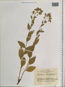 Клоповник широколистный L., Сибирь, Алтай и Саяны (S2) (Россия)