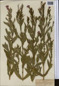 Кипрей волосистый, Кипрей мохнатый L., Средняя Азия и Казахстан, Северный и Центральный Тянь-Шань (M4) (Казахстан)