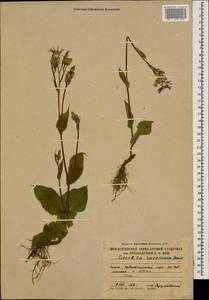 Lactuca racemosa Willd., Кавказ, Южная Осетия (K4b) (Южная Осетия)