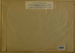 Sphagnum imbricatum Hornsch. ex Russow, Гербарий мохообразных, Мхи - Западная Европа (BEu) (Германия)