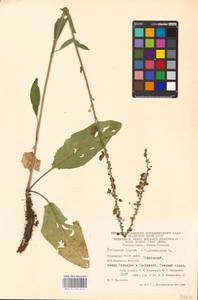 MHA 0 159 014, Verbascum nigrum × phoeniceum, Восточная Европа, Восточный район (E10) (Россия)