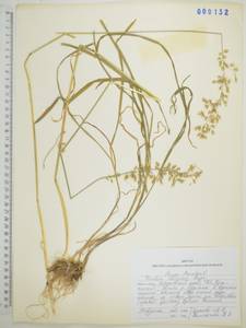 Sibirotrisetum sibiricum (Rupr.) Barberá, Сибирь, Дальний Восток (S6) (Россия)