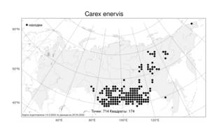 Carex enervis, Осока безжилковая C.A.Mey., Атлас флоры России (FLORUS) (Россия)