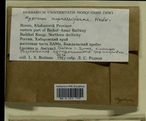 Hypnum cupressiforme Hedw., Гербарий мохообразных, Мхи - Дальний Восток (без Чукотки и Камчатки) (B20) (Россия)