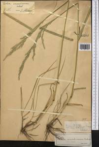 Овсянница тростниковая Schreb. , nom. cons., Средняя Азия и Казахстан, Северный и Центральный Тянь-Шань (M4) (Казахстан)