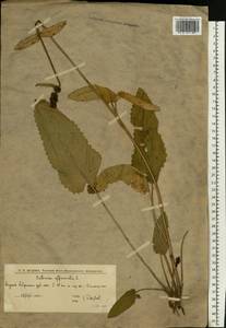 Betonica officinalis subsp. officinalis, Восточная Европа, Нижневолжский район (E9) (Россия)