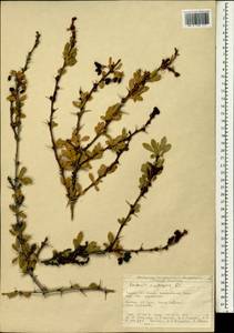 Berberis crataegina DC., Зарубежная Азия (ASIA) (Турция)