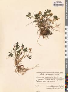 Viola multifida Willd. ex Roem. & Schult., Сибирь, Якутия (S5) (Россия)