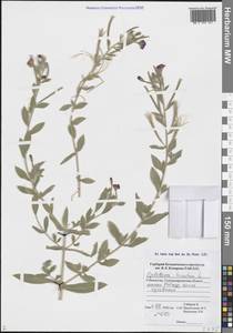 Кипрей волосистый, Кипрей мохнатый L., Средняя Азия и Казахстан, Памир и Памиро-Алай (M2) (Узбекистан)