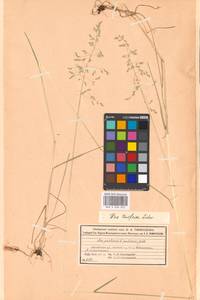 Poa pratensis subsp. turfosa (Litv.) Vorosch., Восточная Европа, Московская область и Москва (E4a) (Россия)