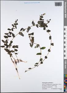 Рдест пронзеннолистный, Рдест стеблеобъемлющий L., Сибирь, Якутия (S5) (Россия)