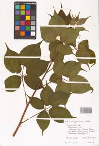 Ежевика аллеганская Porter, Восточная Европа, Центральный район (E4) (Россия)