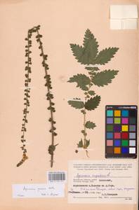 Репешок высокий Wallr., Восточная Европа, Центральный район (E4) (Россия)