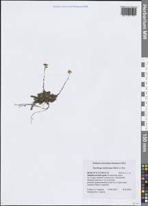 Камнеломка Стеллера Merklein ex Ser., Сибирь, Прибайкалье и Забайкалье (S4) (Россия)