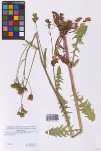 Скерда двулетняя L., Восточная Европа, Московская область и Москва (E4a) (Россия)