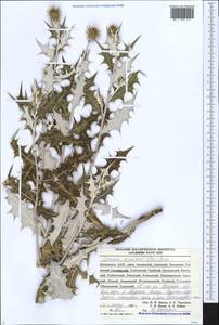 Ламиропсис выемчатый (Trautv.) Dittrich, Кавказ, Дагестан (K2) (Россия)