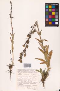 Смолевка клейкая (L.) Pers., Восточная Европа, Нижневолжский район (E9) (Россия)