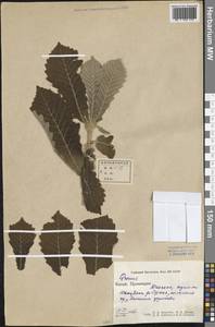 Дуб, Зарубежная Азия (ASIA) (КНР)