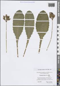 Первоцвет высокий (L.) L., Восточная Европа, Северо-Западный район (E2) (Россия)