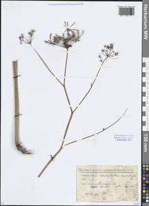 Бутень ароматный L., Восточная Европа, Московская область и Москва (E4a) (Россия)