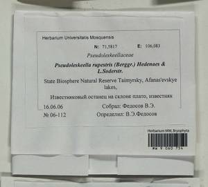 Pseudoleskeella rupestris (Berggr.) Hedenäs & L. Söderstr., Гербарий мохообразных, Мхи - Красноярский край, Тыва и Хакасия (B17) (Россия)