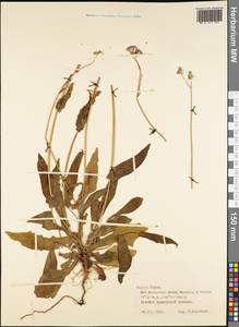 Magnoliopsida, Австралия и Океания (AUSTR) (Французская Полинезия)