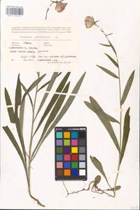 Колокольчик персиколистный L., Восточная Европа, Латвия (E2b) (Латвия)