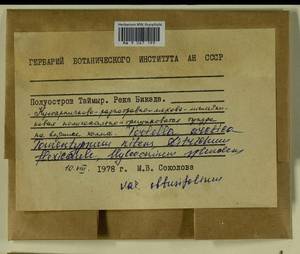 Hylocomium splendens (Hedw.) Schimp., Гербарий мохообразных, Мхи - Красноярский край, Тыва и Хакасия (B17) (Россия)