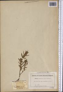 Rotala ramosior (L.) Koehne, Америка (AMER) (США)
