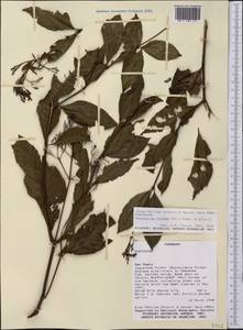 Palicourea crocea (Sw.) Schult., Америка (AMER) (Парагвай)