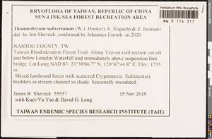 Thamnobryum subserratum (Hook. ex Harv.) Nog. & Z. Iwats., Гербарий мохообразных, Мхи - Азия (вне границ бывшего СССР) (BAs) (Тайвань)