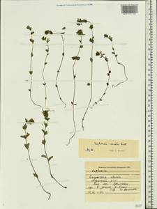 Euphrasia ×vernalis List, Восточная Европа, Центральный район (E4) (Россия)