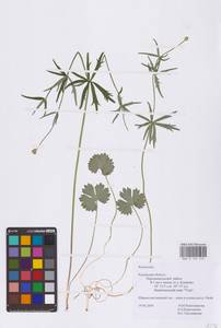 Лютик, Восточная Европа, Центральный район (E4) (Россия)