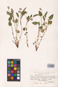 Viola canina subsp. ruppii (All.) Schübl. & G. Martens, Восточная Европа, Восточный район (E10) (Россия)