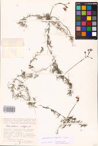MHA 0 162 670, Utricularia ×neglecta Lehm., Средняя Азия и Казахстан, Прикаспийский Устюрт и Северное Приаралье (M8) (Казахстан)