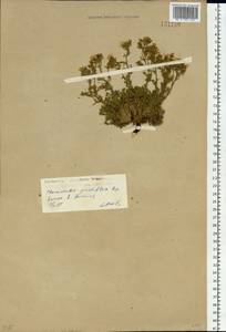 Хамеродос крупноцветковый (Pall. ex Schult.) Bunge, Сибирь, Прибайкалье и Забайкалье (S4) (Россия)