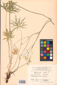 Лютик едкий L., Восточная Европа, Московская область и Москва (E4a) (Россия)