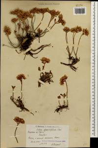 Phedimus spurius subsp. oppositifolius (Sims) L. Gallo, Кавказ, Армения (K5) (Армения)