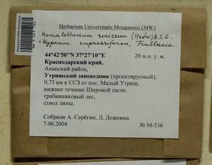 Homalothecium sericeum (Hedw.) Schimp., Гербарий мохообразных, Мхи - Северный Кавказ и Предкавказье (B12) (Россия)