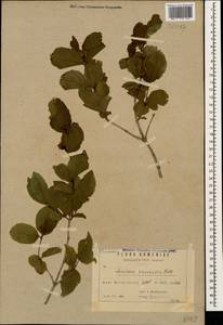 Lonicera caucasica subsp. orientalis (Lam.) D. F. Chamb. & Long, Кавказ, Армения (K5) (Армения)