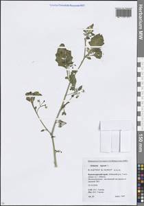 Паслен черный L., Кавказ, Краснодарский край и Адыгея (K1a) (Россия)