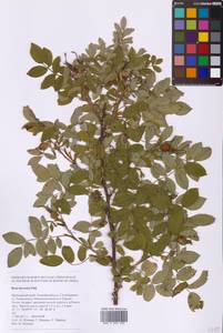 Шиповник даурский Pall., Сибирь, Дальний Восток (S6) (Россия)